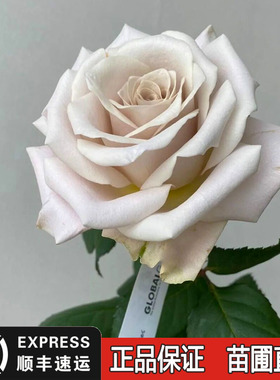 新品曼塔切花玫瑰花大苗复古灰色调多季开花盆栽月季花卉强香浓香