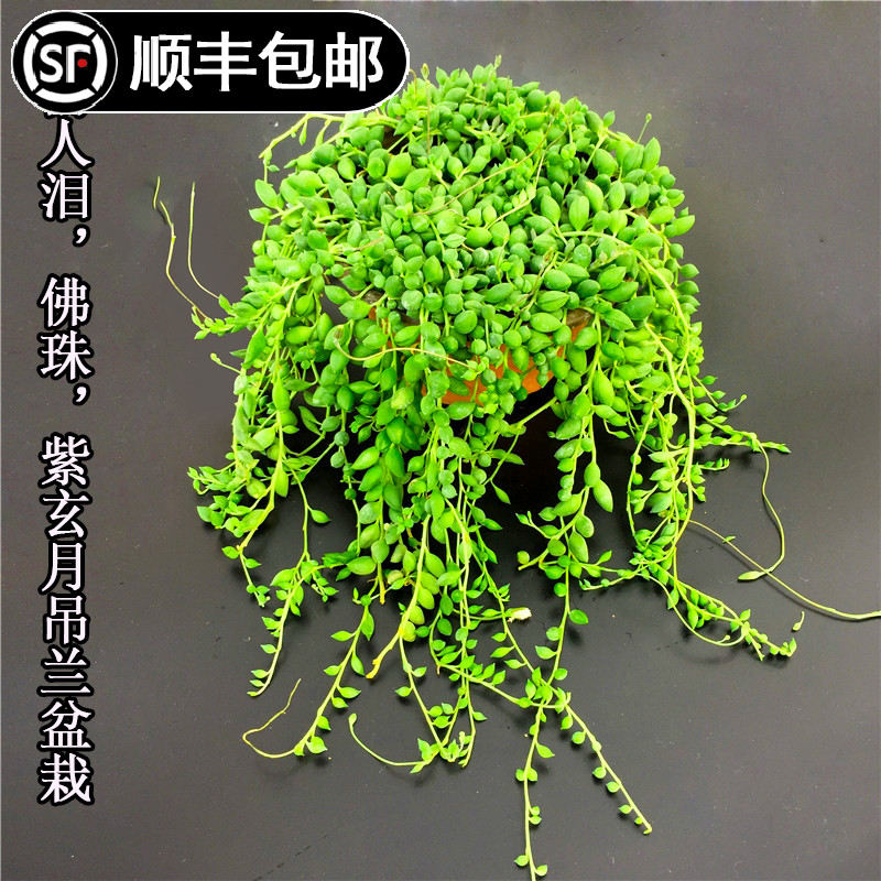 珍珠吊兰佛珠紫玄月盆栽室内花卉净化空气阳台绿植垂吊常青花苗