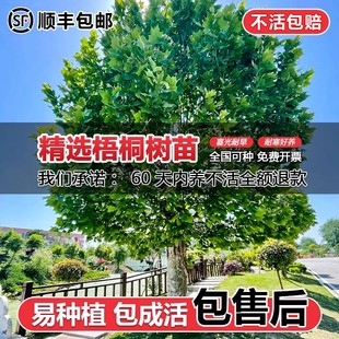 法桐树苗风景苗木大型树中国法国梧桐悬铃木园林绿化树苗青桐庭院