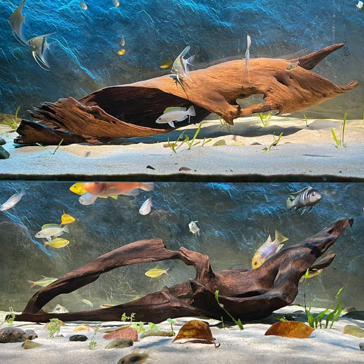 大鱼缸造景沉木60-80cm摆件大号大型精品紫柚木拱桥南美树桩晒台