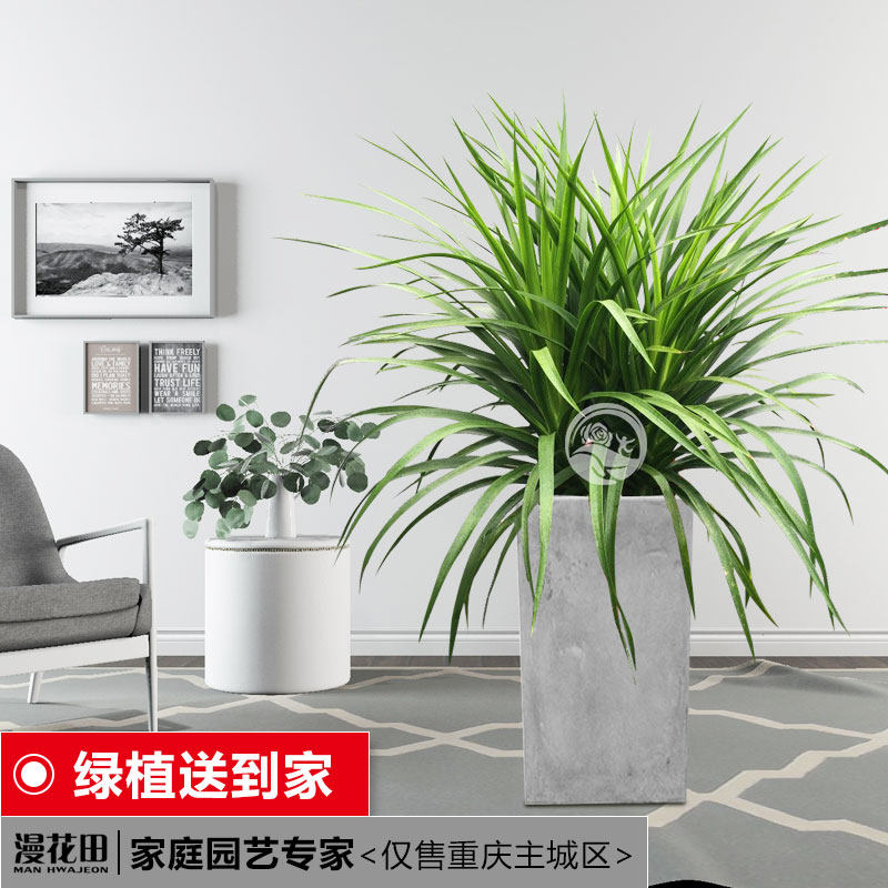 Hanada gardening Dracaena indoor a living room bedroom Office Potted plant Green plant Evergreen purify atmospherein the Flower delivery/Flowers simulation/Plants gardening , Flowers/Potted plants (New) , Plants  category - from Buy2taobao.com to provide professional Taobao agent buy service
