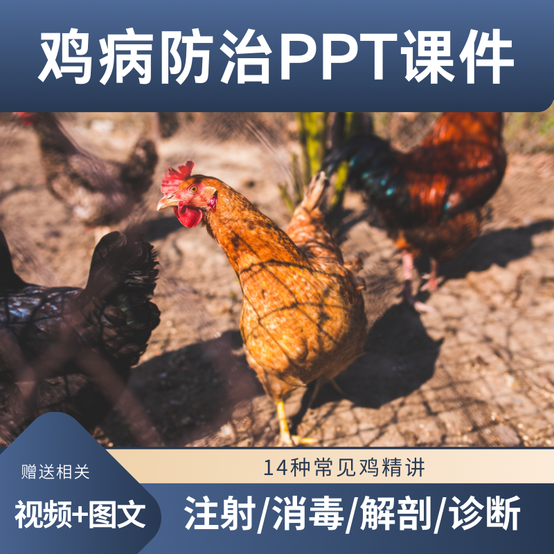 鸡病防治PPT课件肉鸡蛋鸡常见病预防技术方法讲座养鸡诊断土方