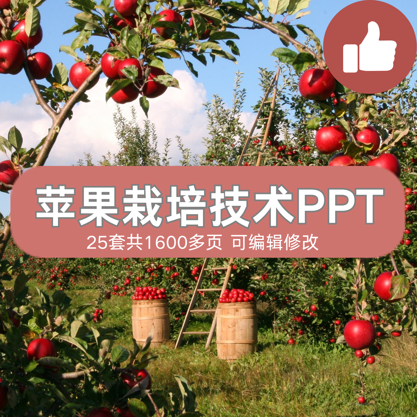 苹果栽培技术PPT课件矮化种植果树优质丰产施肥管理病虫害防治