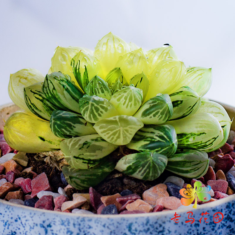 苏州玉露锦群生全锦极上斑阴阳锦桌面办公室多肉植物盆栽带盆发货