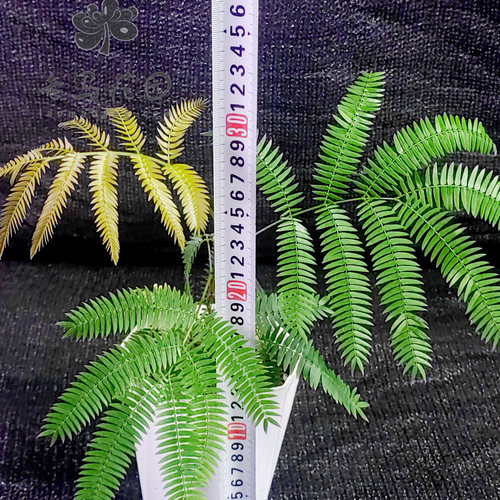 密叶猴耳环耐阴观叶热植小盆栽