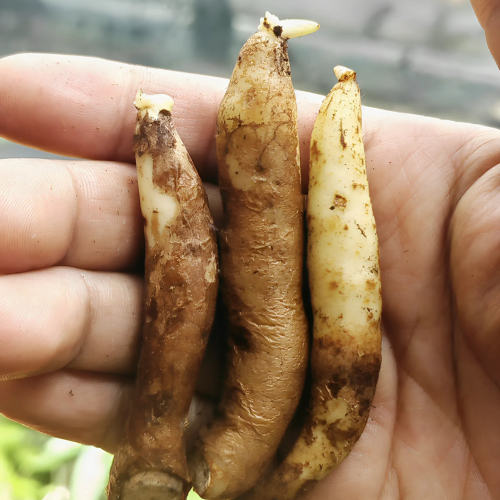 进口嘉兰百合盆栽火焰花霞光地狱火阳台庭院爬藤花卉夏季喜光耐热