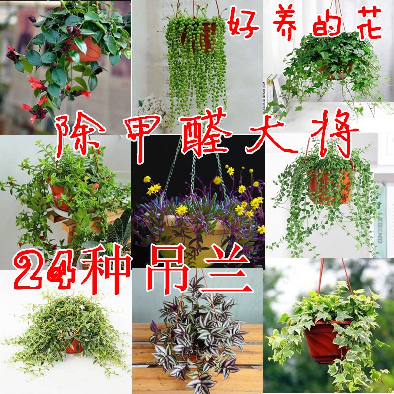客厅悬挂室内垂吊绿植物花卉盆栽水培绿萝牡丹吊兰吸甲醛净化空气