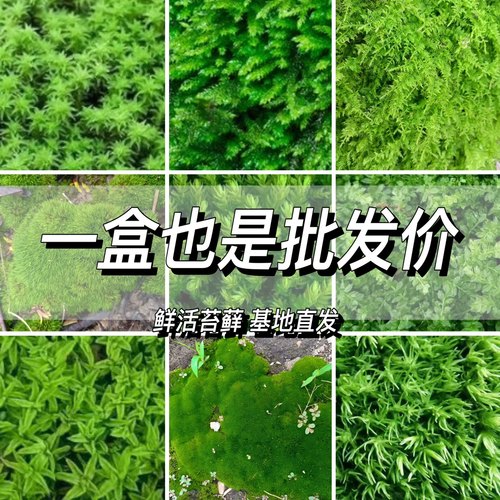 鲜活苔藓微景观植物盆景