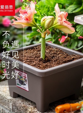 爱丽思加厚树脂花盆阳台方形爱丽丝球根朱顶红满天星铃兰花种植盆