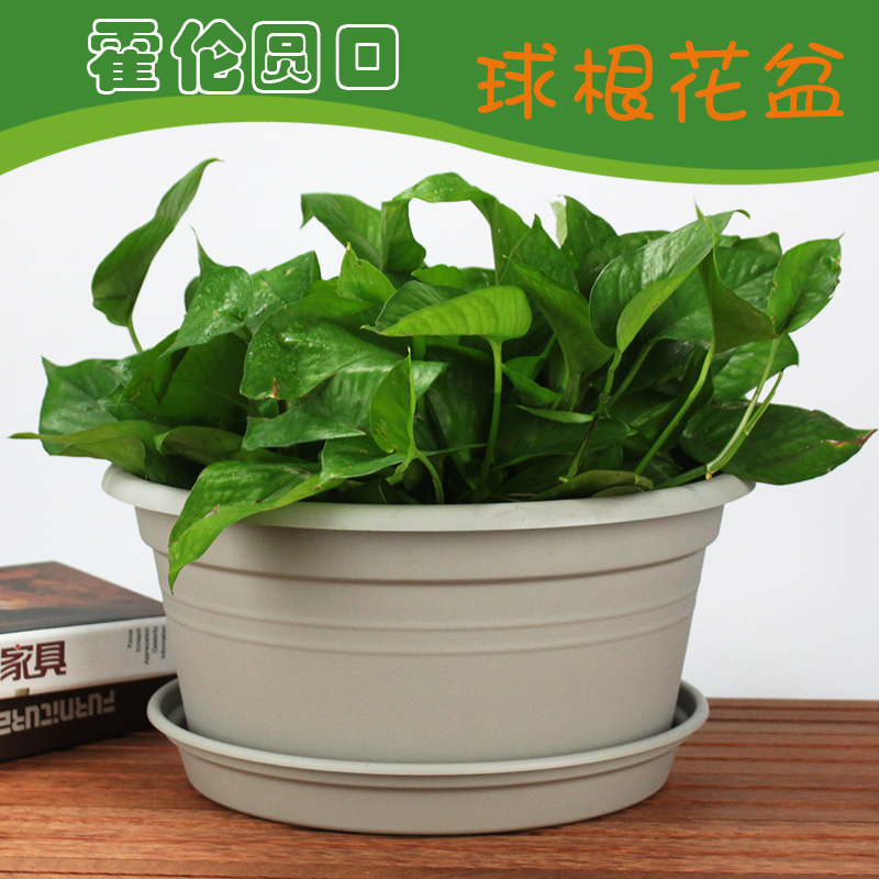 大口径绿植花盆风信子球根绿萝盆