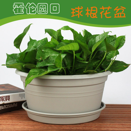 大口径绿植花盆风信子球根绿萝盆