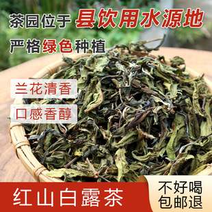 韶关仁化红山白露茶 香茶大叶茶口感非常清香500克 包邮 兰花香