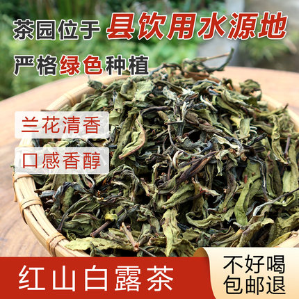 韶关仁化红山白露茶（兰花香）香茶大叶茶口感非常清香500克包邮