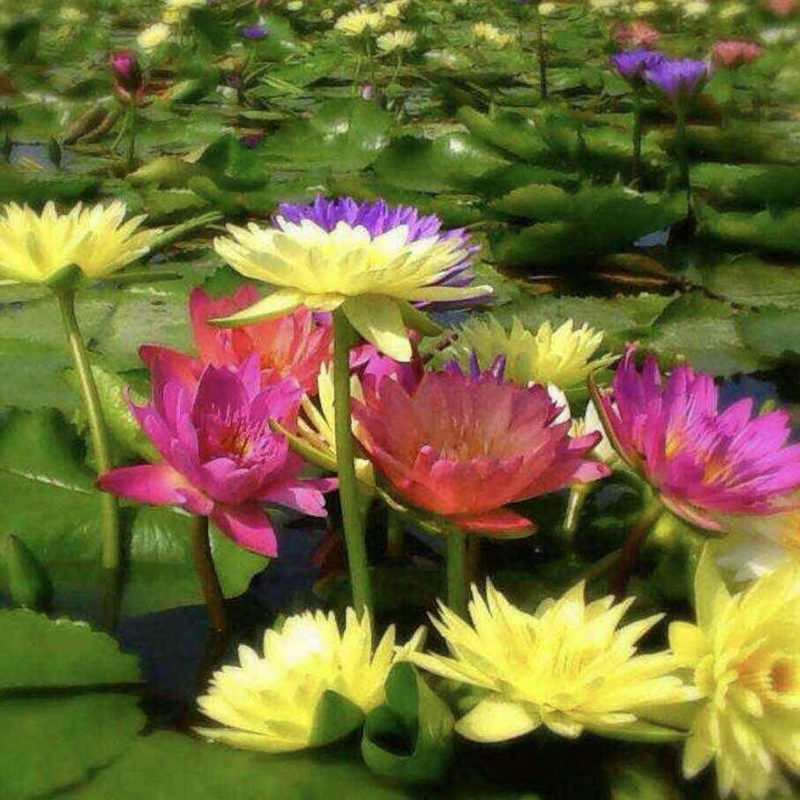 池塘水生植物莲花种子正品四季水培植物花卉睡莲根块睡莲种子种根