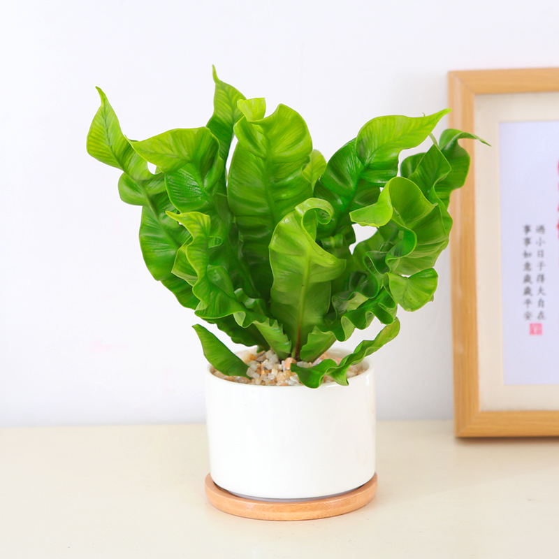 火焰鸟巢蕨盆栽植物观叶小绿植微景观造景好养办公桌窗台室内盆栽