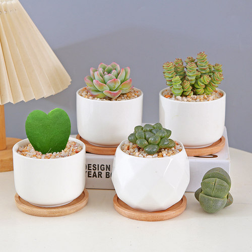 多肉盆栽钱串子新手入门一片心植物好养练手萌肉组合办公桌摆耐旱