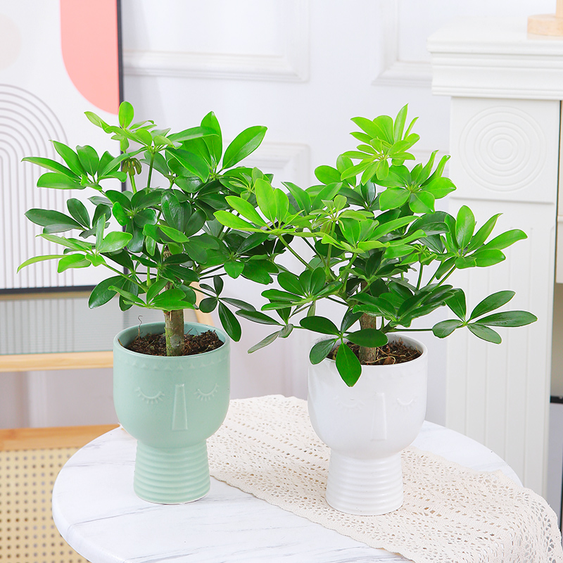 八方来财室内净化空气