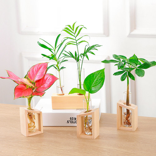 室内水养小绿植办公桌工位水培易活观叶小盆栽绿萝罗汉松茶几点缀