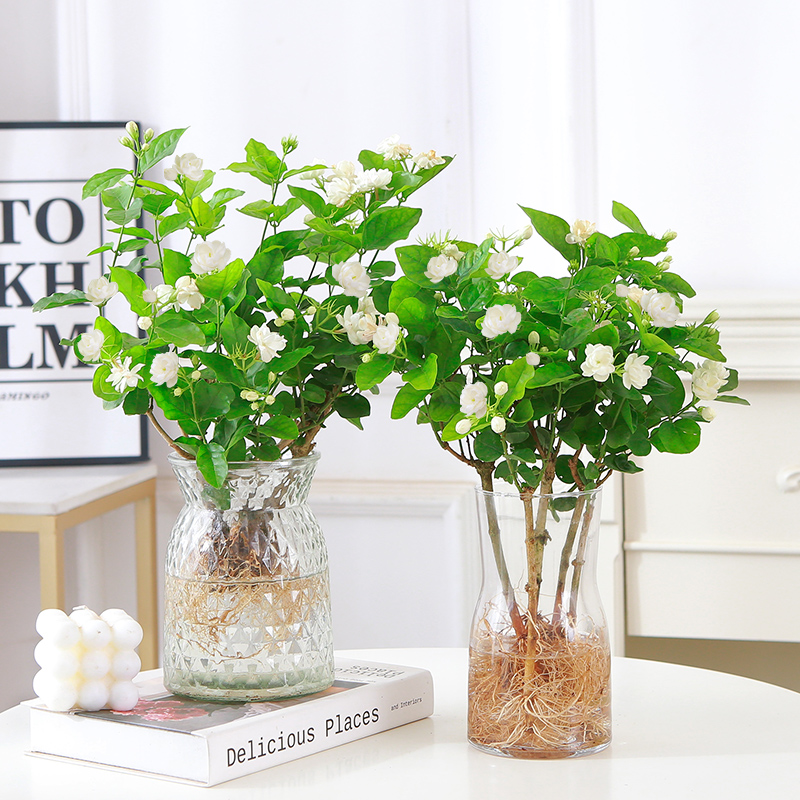水培茉莉花盆栽室内水养开花植物办公室桌面水生花卉苗四季好养活