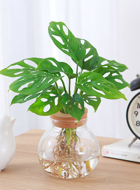 仙洞龟背竹水培小盆栽洞洞芋爬藤垂吊观叶绿植办公室工位水养易活