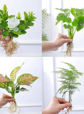 水培植物观音竹办公室好养活水养花卉栀子花懒人盆栽文竹发财树