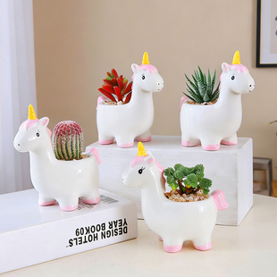 多肉小盆栽带盆办公室内桌摆耐旱易养趣味植物卡通可爱工位十二卷