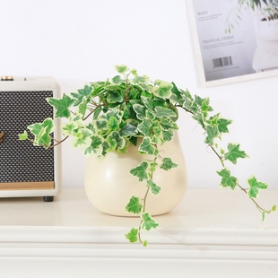 雪莹常春藤盆栽爱心叶稀有花叶可垂吊绿植吊兰窗台易养观叶常春藤