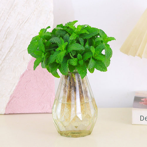 薄荷盆栽水培好养观叶提神绿植客厅窗台可食用驱蚊植物办公室桌摆
