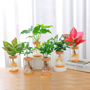 水培植物如意皇后吉利红办公室桌面水养花卉春羽绿植小盆栽发财树