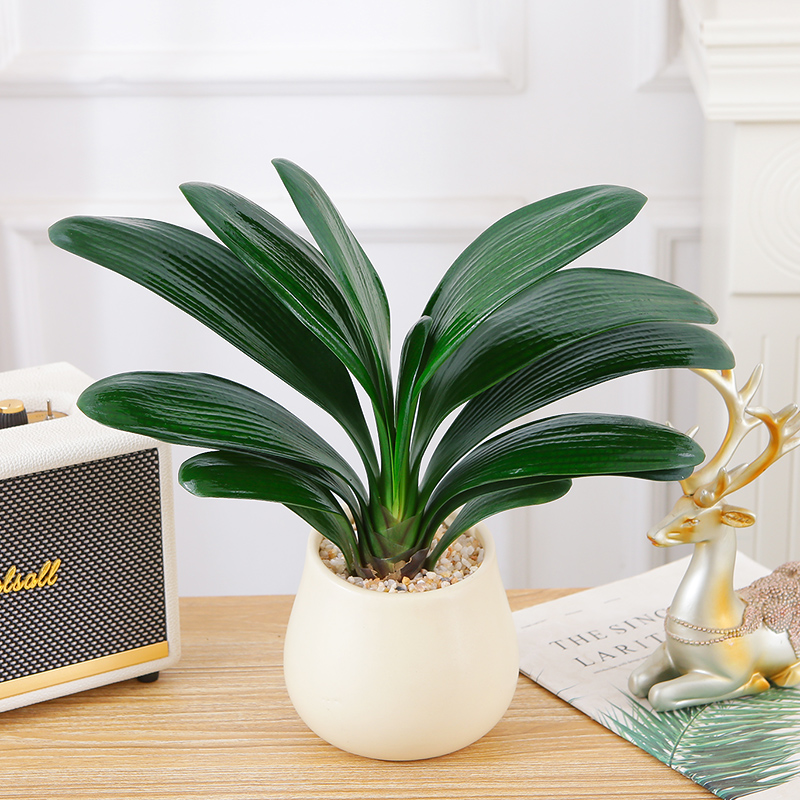 君子兰盆栽室内四季常青观叶绿植办公室桌摆工位盆景客厅好养植物