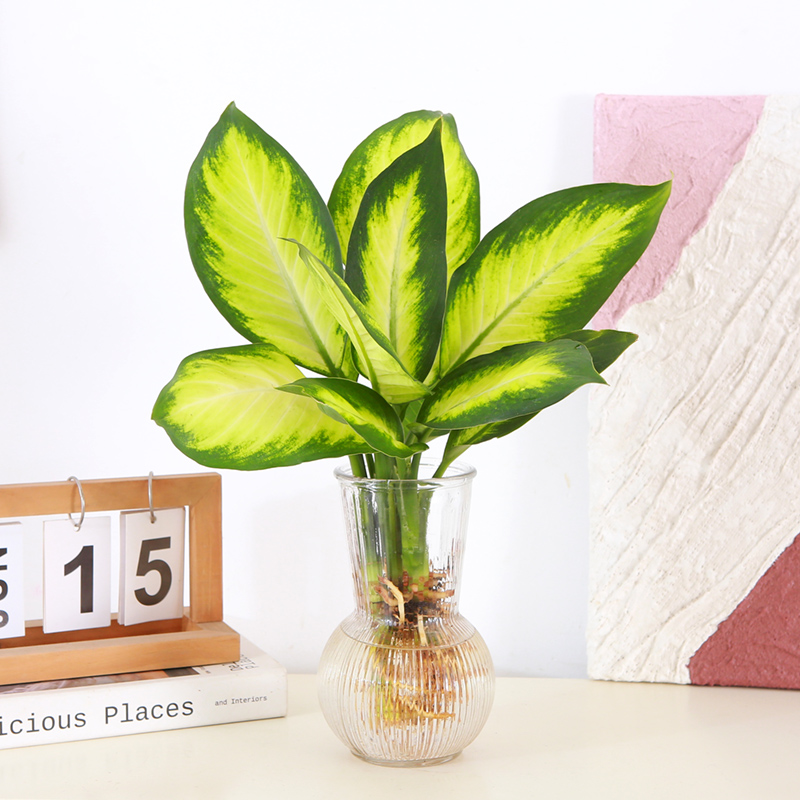 玛丽安水培万年青盆栽水养粉黛银斑彩叶绿植办公室内易养花卉新手