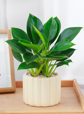 绿公主盆栽室内好养活绿色植物小金钻蔓绿绒土培喜阴适合新手盆栽