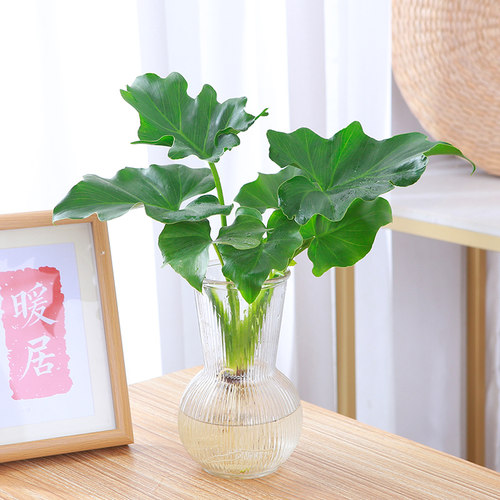 春羽室内桌面净化空气新品尝鲜