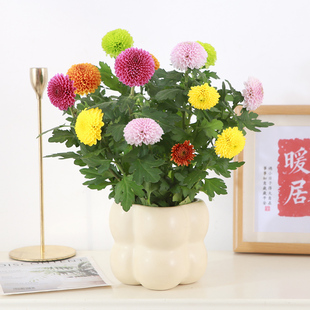 乒乓菊盆栽乒乓球菊花带花发货大盆彩色室内阳台办公室观花绿植