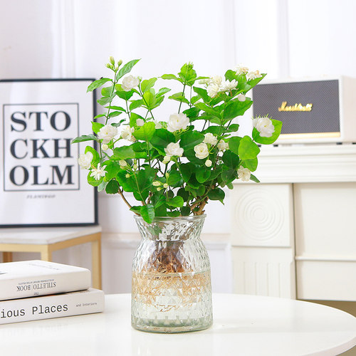 茉莉花苗室内桌面观叶观花新品