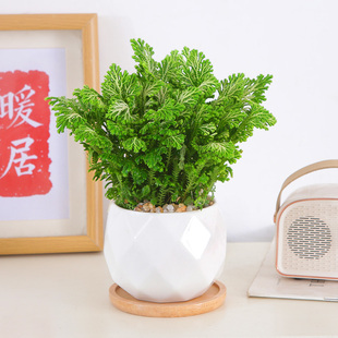 常青蕨类观叶荧光珊瑚蕨小盆栽 卷柏盆栽室内观叶绿植净化空气四季