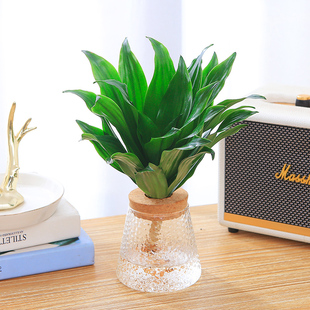 太阳神水培盆栽密叶朱蕉龙血树办公室桌面水养花卉绿植网红小盆景