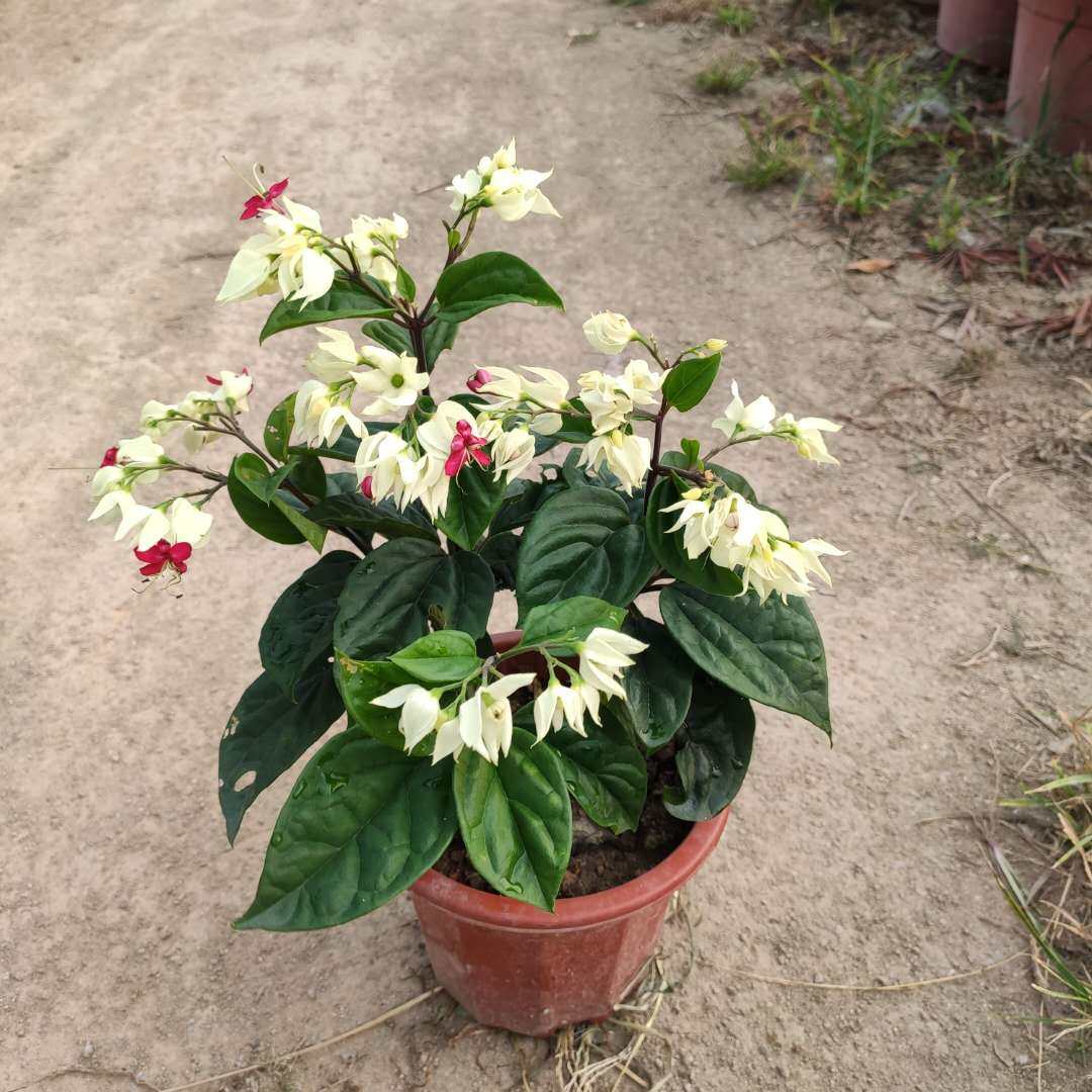 龙吐珠花苗盆栽四季开花爬藤植物九龙吐珠花苗