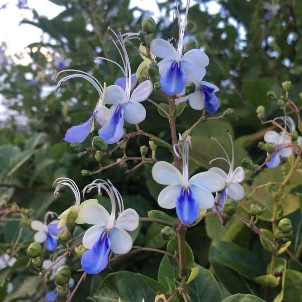 包邮蓝蝴蝶盆栽紫蝶花开花植物庭院阳台种植好养易活开花似蝴蝶