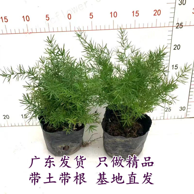 包邮天门冬盆栽中草药苗武竹天门冬观叶四季常青室内垂吊耐阴植物,鲜花速递/花卉仿真/绿植园艺,绿植,淘宝优惠券,粉丝福利购,淘宝优惠卷