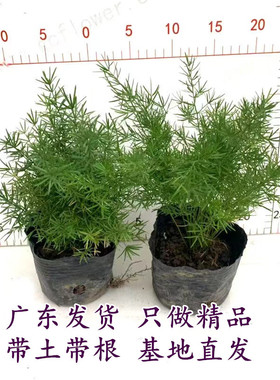 包邮天门冬盆栽中草药苗武竹天门冬观叶四季常青室内垂吊耐阴植物
