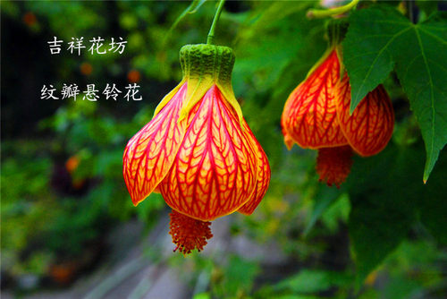 倒挂金钟四季常绿纹瓣悬铃灯笼花