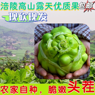 【新鲜头茬】涪陵青菜头榨菜头菜疙瘩羊角菜现砍现发自种新鲜蔬菜