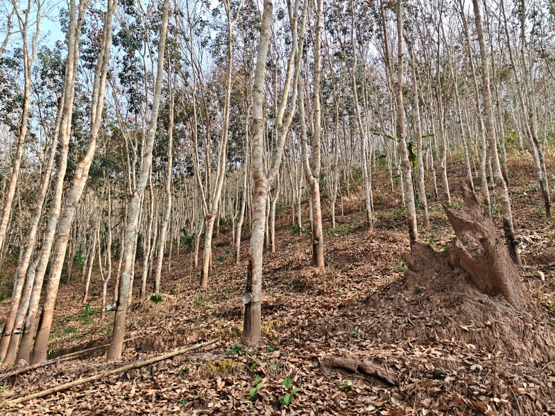 变卖位于云南省景洪市基诺乡巴亚村委会巴亚中寨村民小组134.8亩