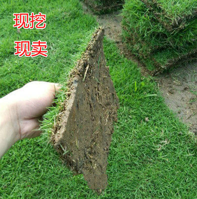 带泥土真草皮草坪庭院别墅绿化植物马尼拉四季青果岭草草坪绿植