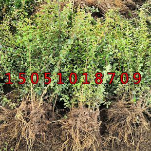 庭院花卉围墙篱笆绿篱小苗火棘树苗带刺防盗植物红刺梅黄刺玫树苗