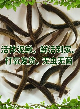 泥鳅鱼苗淡水鱼养殖食用乌龟龙鱼活体饲料筏钓青鳅鱼鳅苗