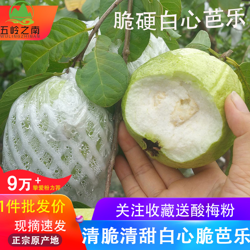 广西现摘番石榴芭乐5斤装白心新鲜热带水果老树 清脆清甜老树果 - 封面