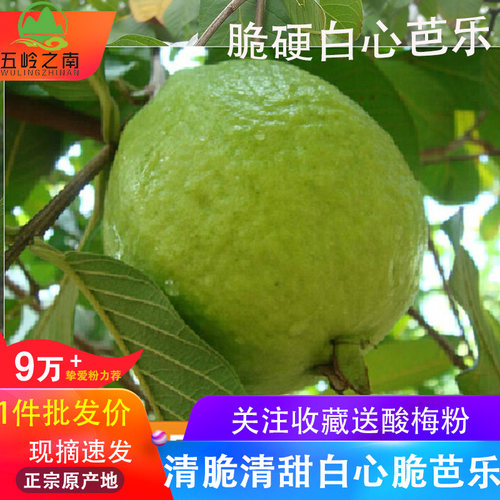 热销！现摘白心芭乐5斤老树果