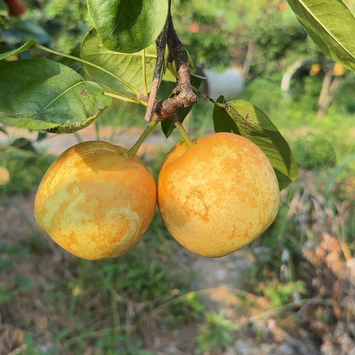 湖南汝城翠冠梨新鲜现摘当季应季水果黄金梨沙梨薄皮清甜肉嫩多汁